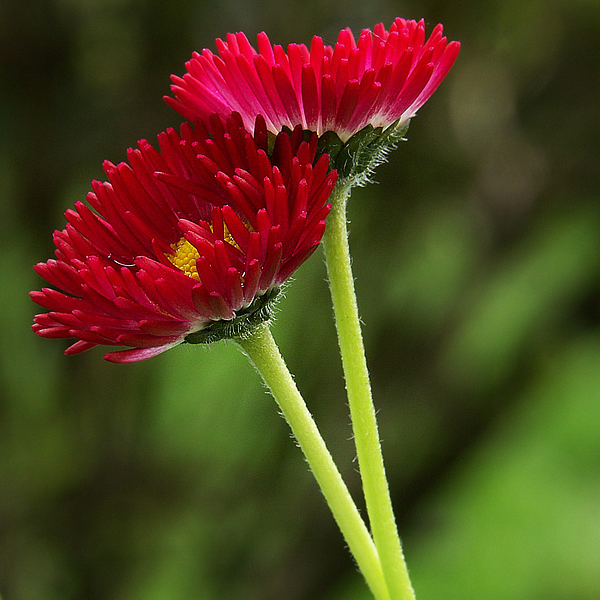 Blume  PICT 4720_Bildgröße ändern.jpg